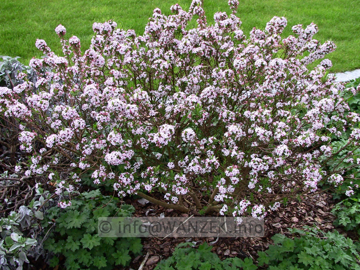 Daphne burkwoodii Somerset - knospige Bluete.jpg